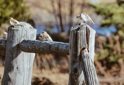 Close-up of birds perching on wooden post