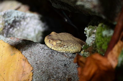 Close-up of lizard on rock