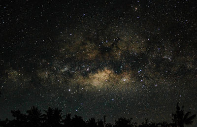 Low angle view of trees against star field at night