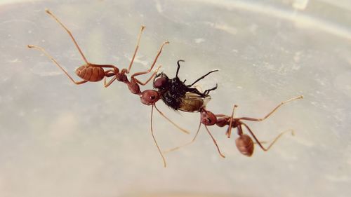 Close-up of ants hunting housefly