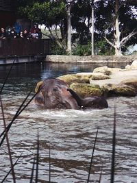 View of horse in lake at zoo