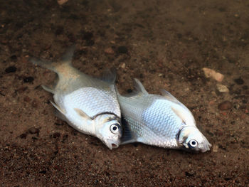 Close-up of fish swimming in sea