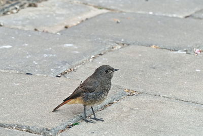 High angle view of bird perching on footpath