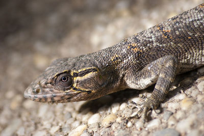 Close-up of lizard on rock