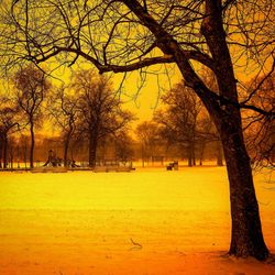 Bare trees in park during sunset