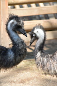 Close-up of ostrich