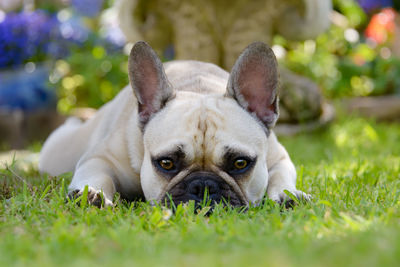 Portrait of dog lying on grass