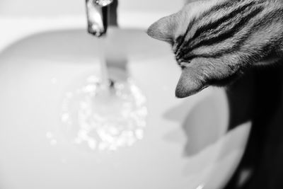 Close-up of cat by bathroom sink