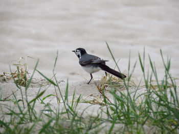 Bird perching on a beach between dunes