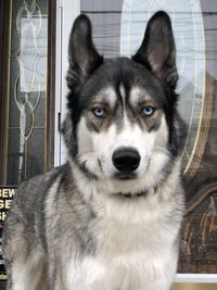 Close-up portrait of a dog