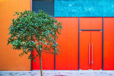 Low angle view of palm tree against wall