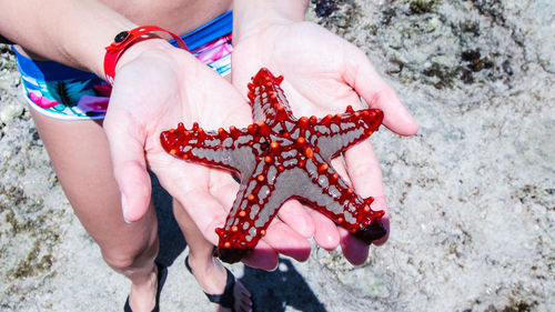 Low section of woman holding starfish at beach