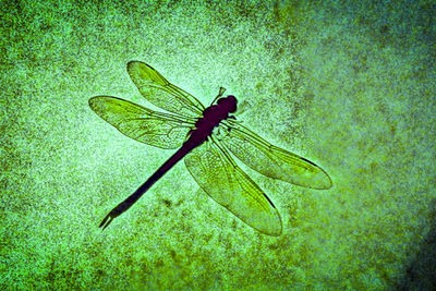 Close-up of dragonfly on leaf