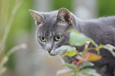 Close-up portrait of a cat