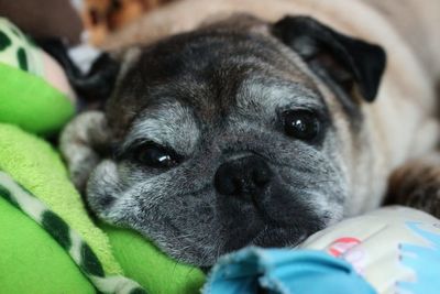 Close-up portrait of dog relaxing on bed