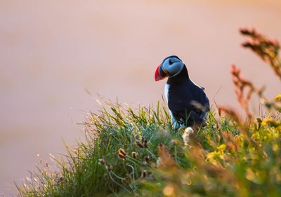 Puffin perching on field