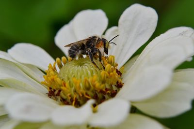 Close-up of bee pollinating on flower