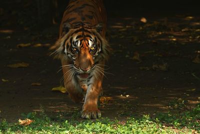 Portrait of bigcat on field