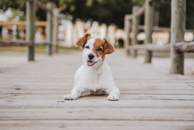 Portrait of dog sitting on wood