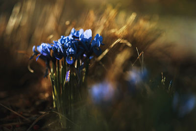 Close-up of purple flowering plant on field