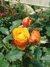 Close-up of rose plant