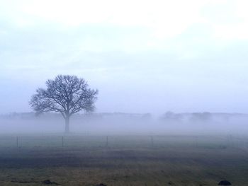 Bare tree on field against sky