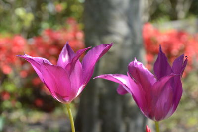 Close-up of pink flowering plant