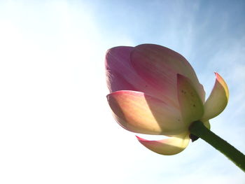 Low angle view of flowering plant against sky