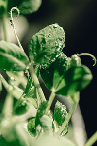 Close-up of raindrops on plant