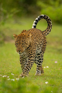 Leopard crosses short grass with head lowered