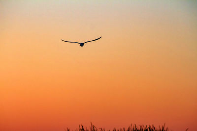 Low angle view of silhouette bird flying against clear sky