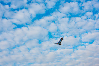 Low angle view of bird flying in sky