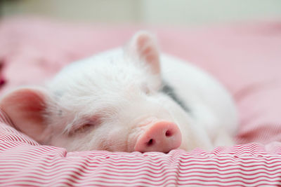 Close-up of dog sleeping on bed