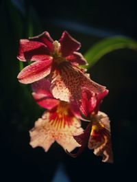 Close-up of red flowering plant against black background