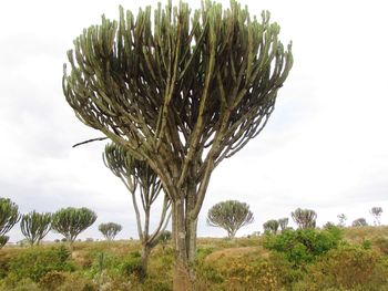 Plant growing on field against sky