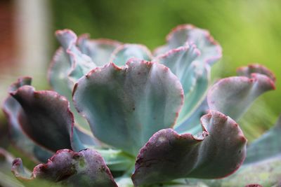 Close-up of succulent plant
