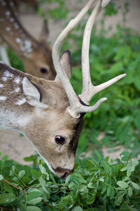 Close-up of deer