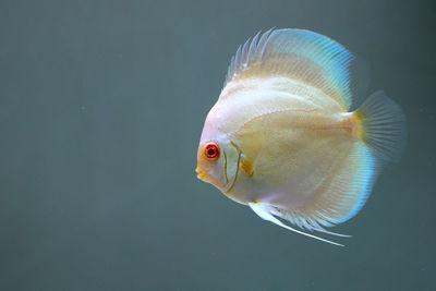 Close-up of white fish in tank