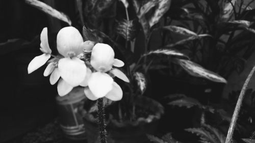 Close-up of flowers against blurred background