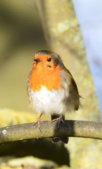 Close-up of bird perching outdoors