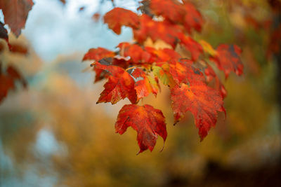 Close-up of maple leaves on tree