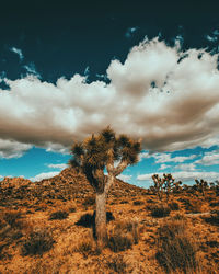 Tree on field against sky