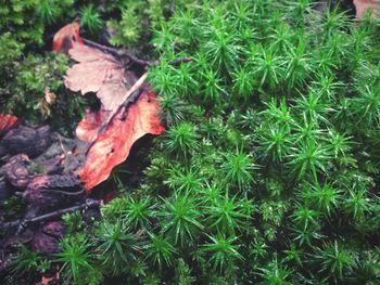 Plants growing on grassy field