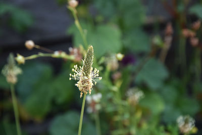 Close-up of flowering plant