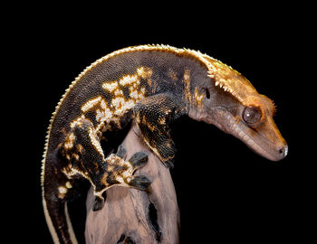 Close-up of lizard