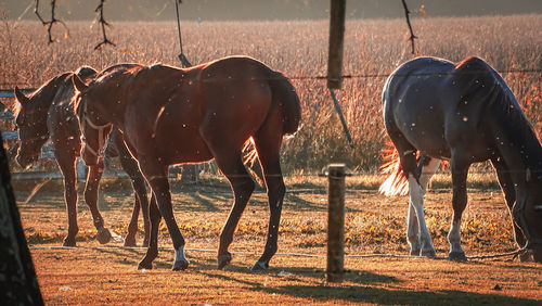 Horses grazing in ranch