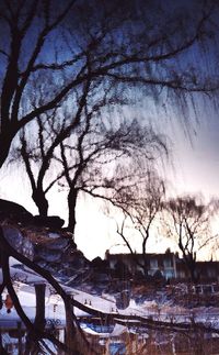 Bare trees against sky