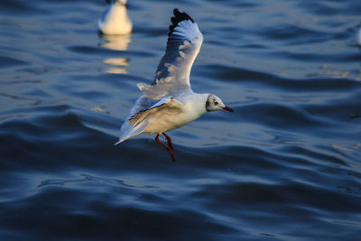 Seagull flying over sea