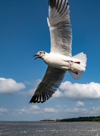 Seagull flying on beautiful blue sky and cloud catching food in the air.