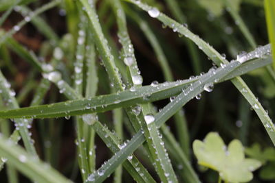 Close-up of wet plant leaves during rainy season